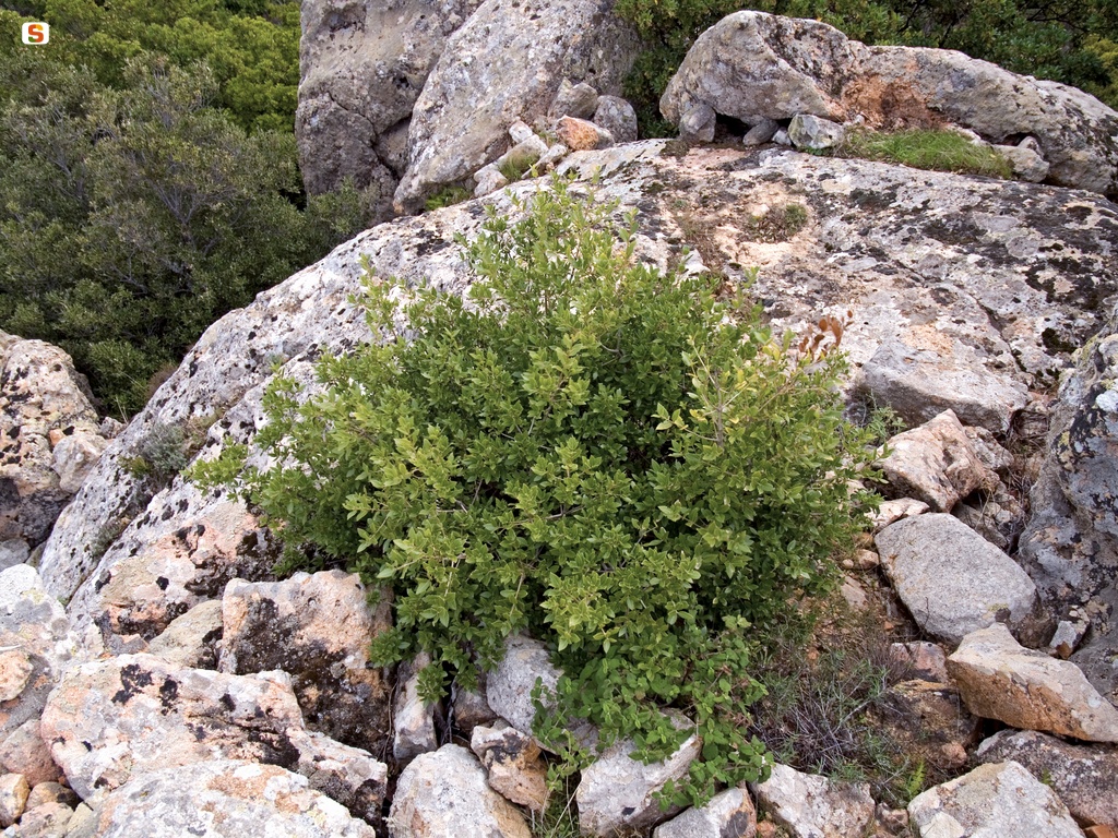 Fillirea (Lillatro- Phyllirea latifolia)