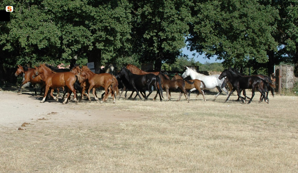 Laconi, cavalli nell'area di Su Dominariu