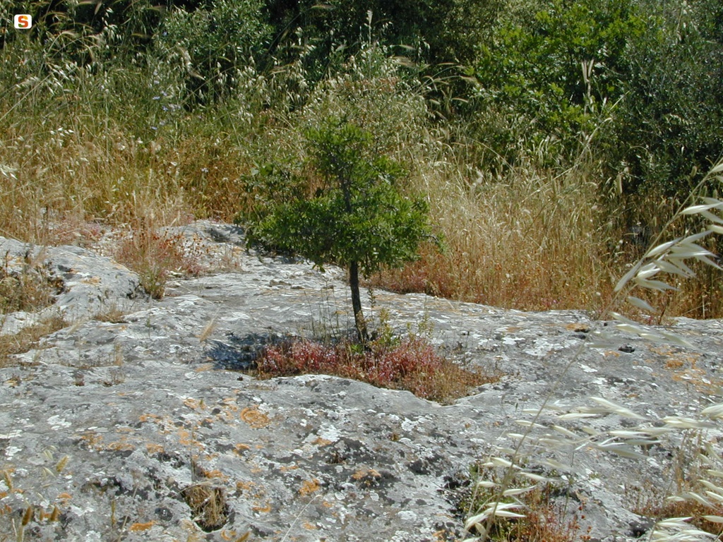 Villanova Monteleone, necropoli di Puttu Codinu: vegetazione