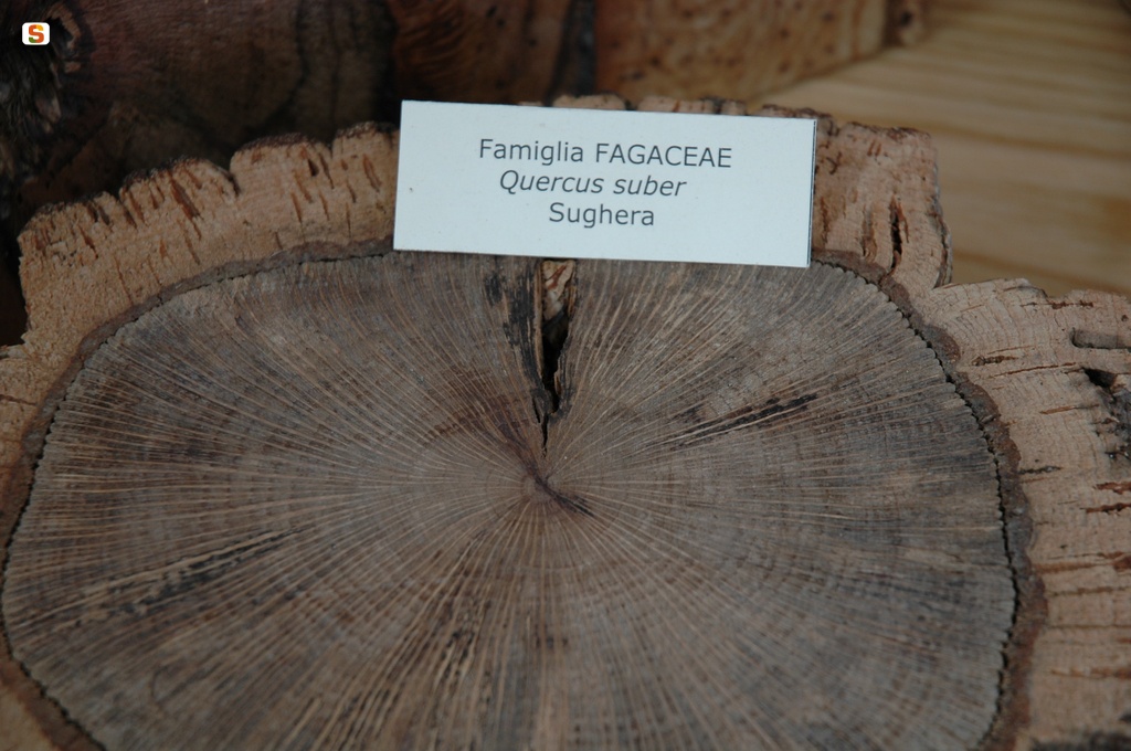 Museo forestale Monte Pisanu: sezione di quercia