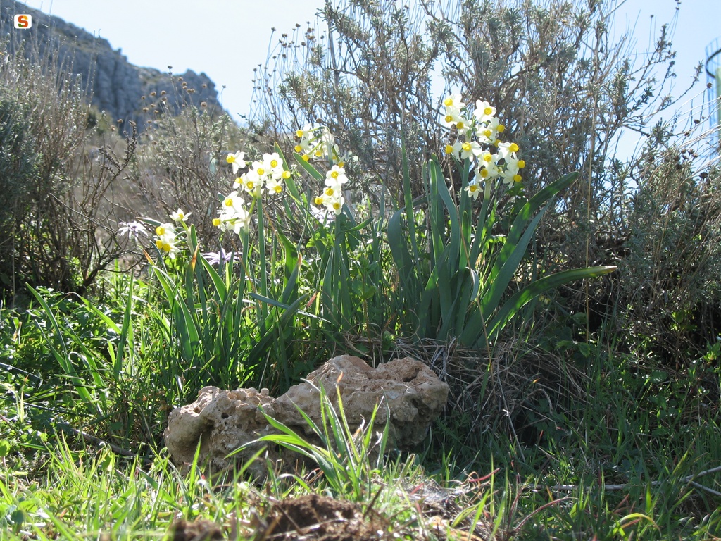 Narciso del Monte Albo