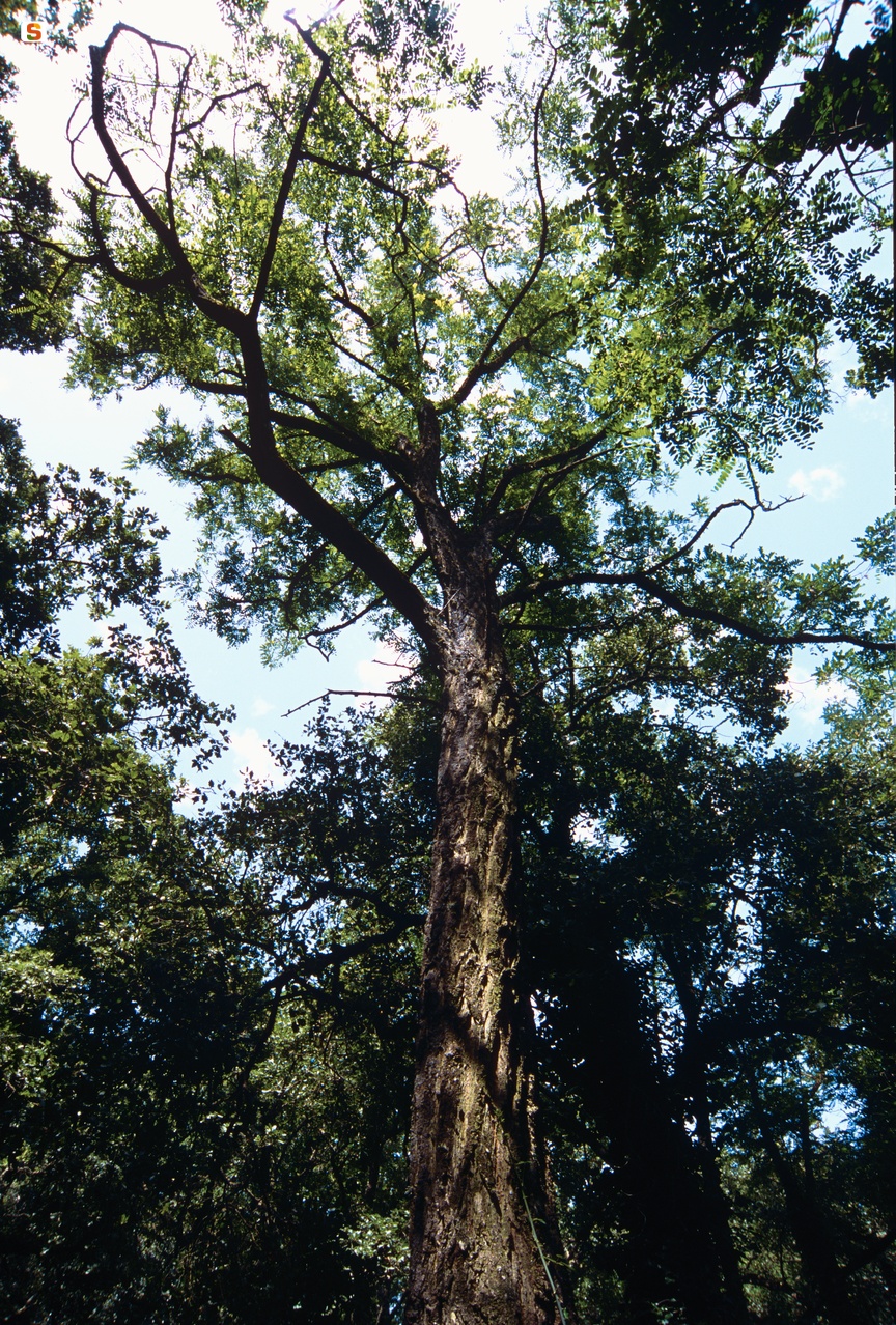 Frassino comune (Fraxinus excelsior L.)