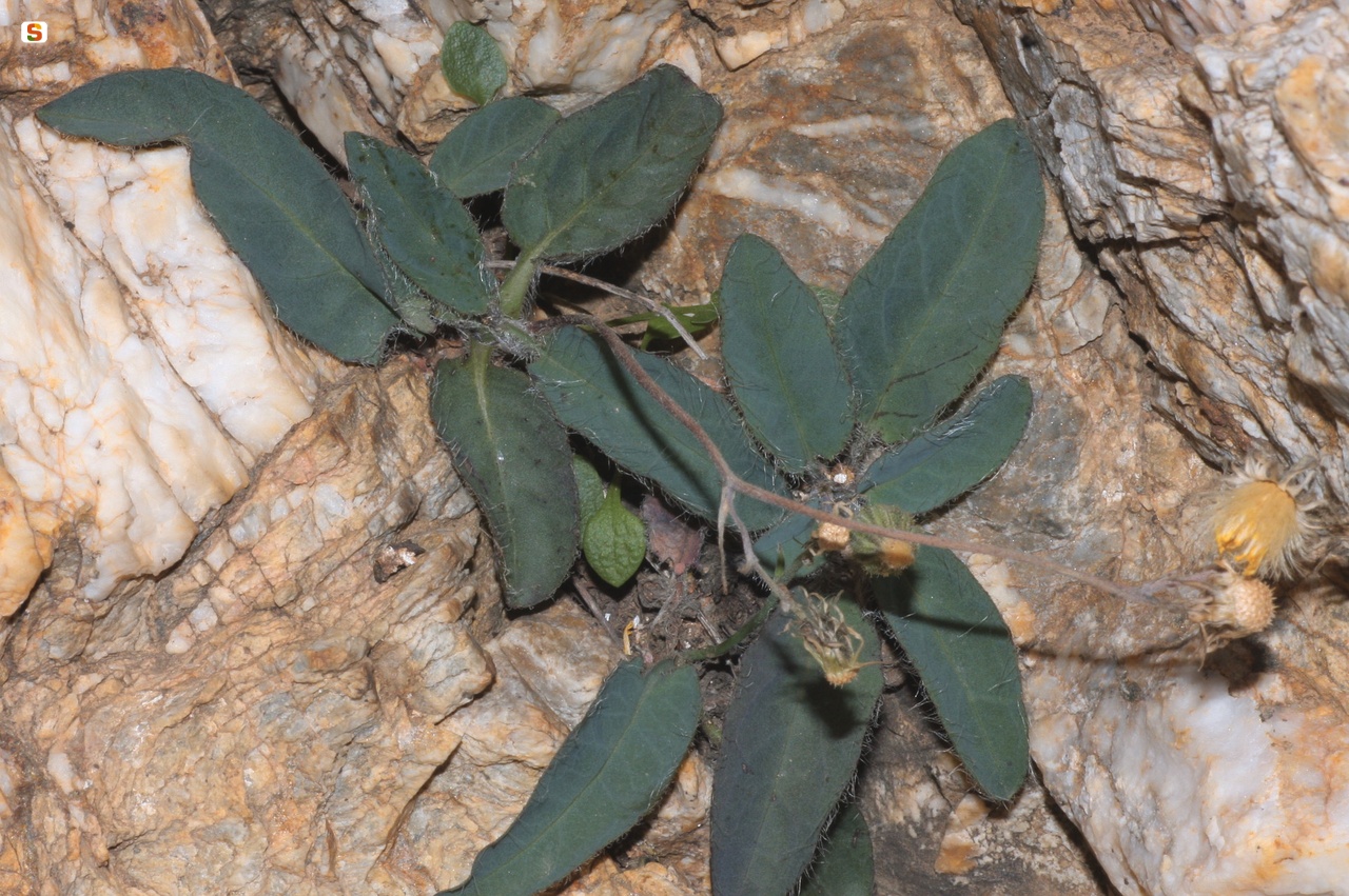 Sparviere del Girgini (Hieracium irginianum Arrigoni)