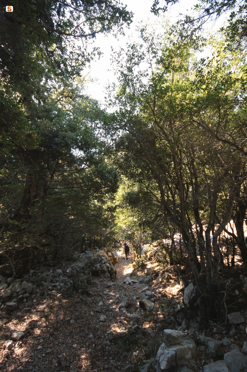 Montes, sentiero nel bosco