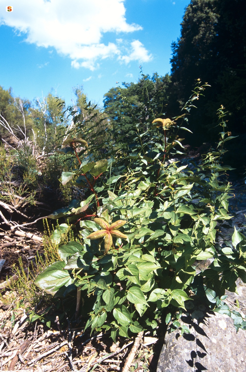 Peonia (Paeonia mascula L. subsp. russi)