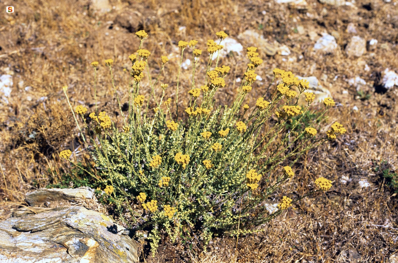 Elicriso sardo (Helichrysum saxatile Moris)