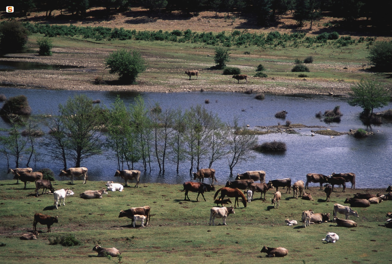 Mucche al lago Flumendosa