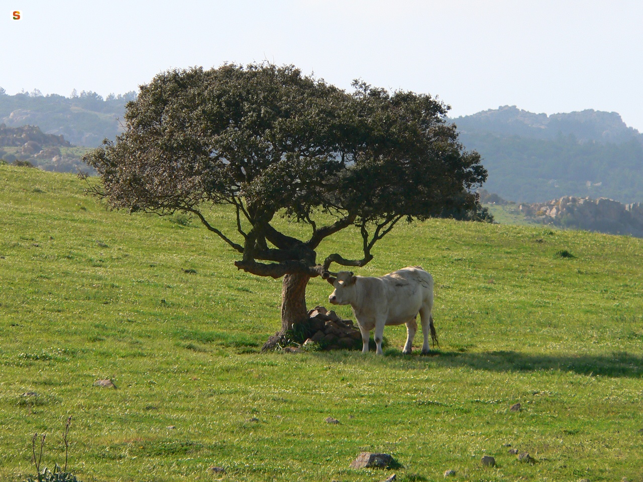 Paesaggio campestre  con mucca al pascolo