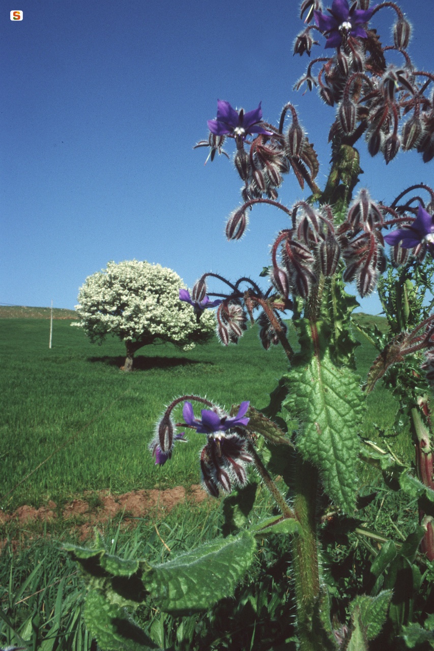 Borragine comune (Borrago officinalis) e perastro (Pyrus amygdaliformis) in un campo coltivato a Bunnari