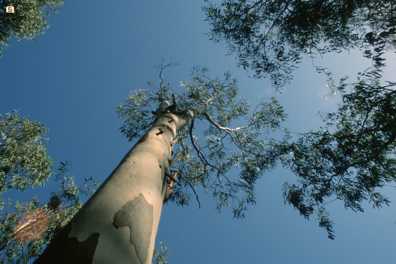 Eucalipto rostrato (Eucalyptus) del Lago di Baratz