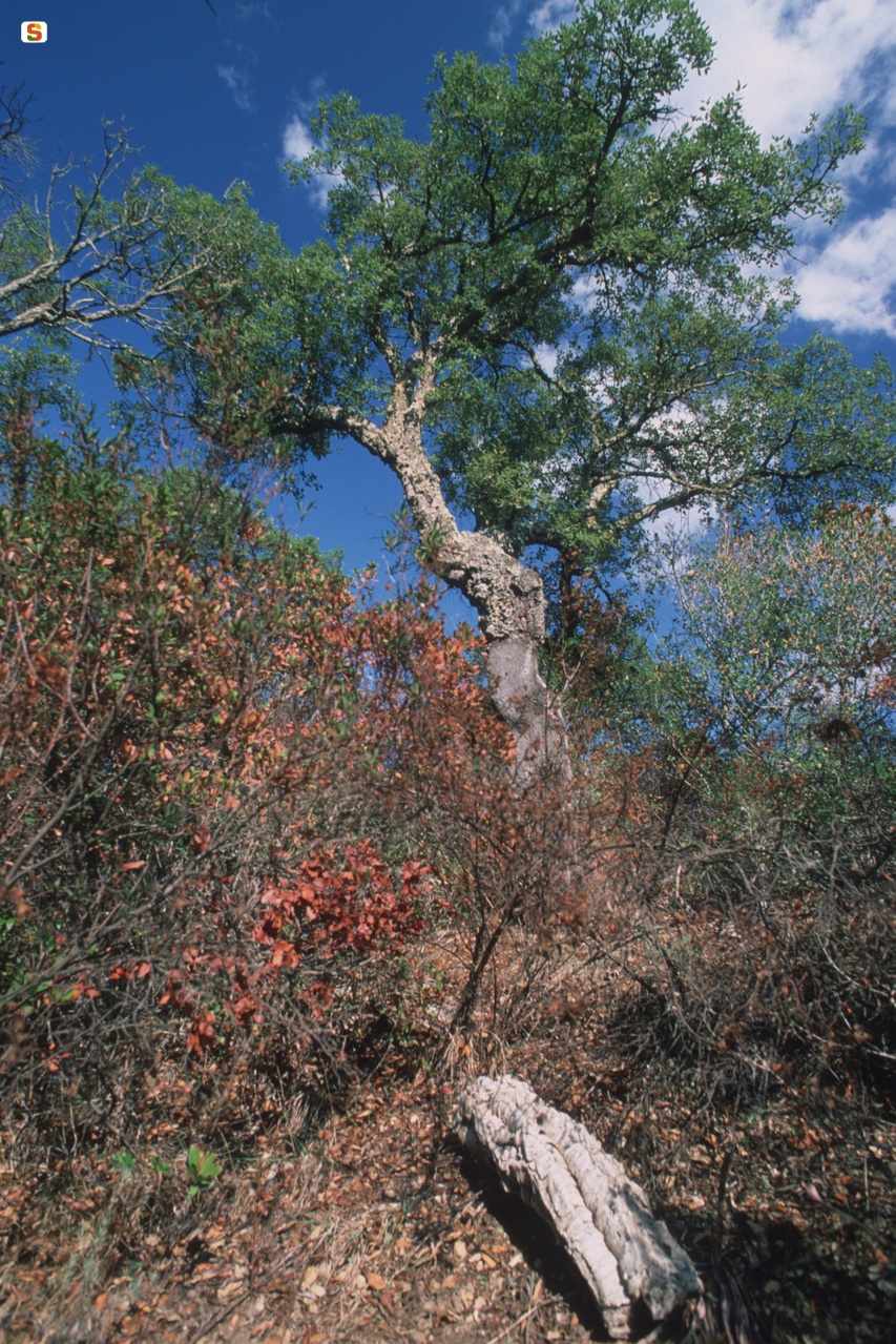 Quercia da sughero (Quercus suber) di Monte Limbara