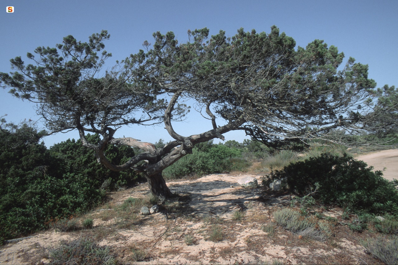 Ginepro fenicio, Juniperus phoenicea