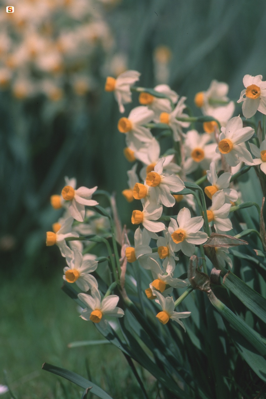 Il narciso, Narcissus tazetta