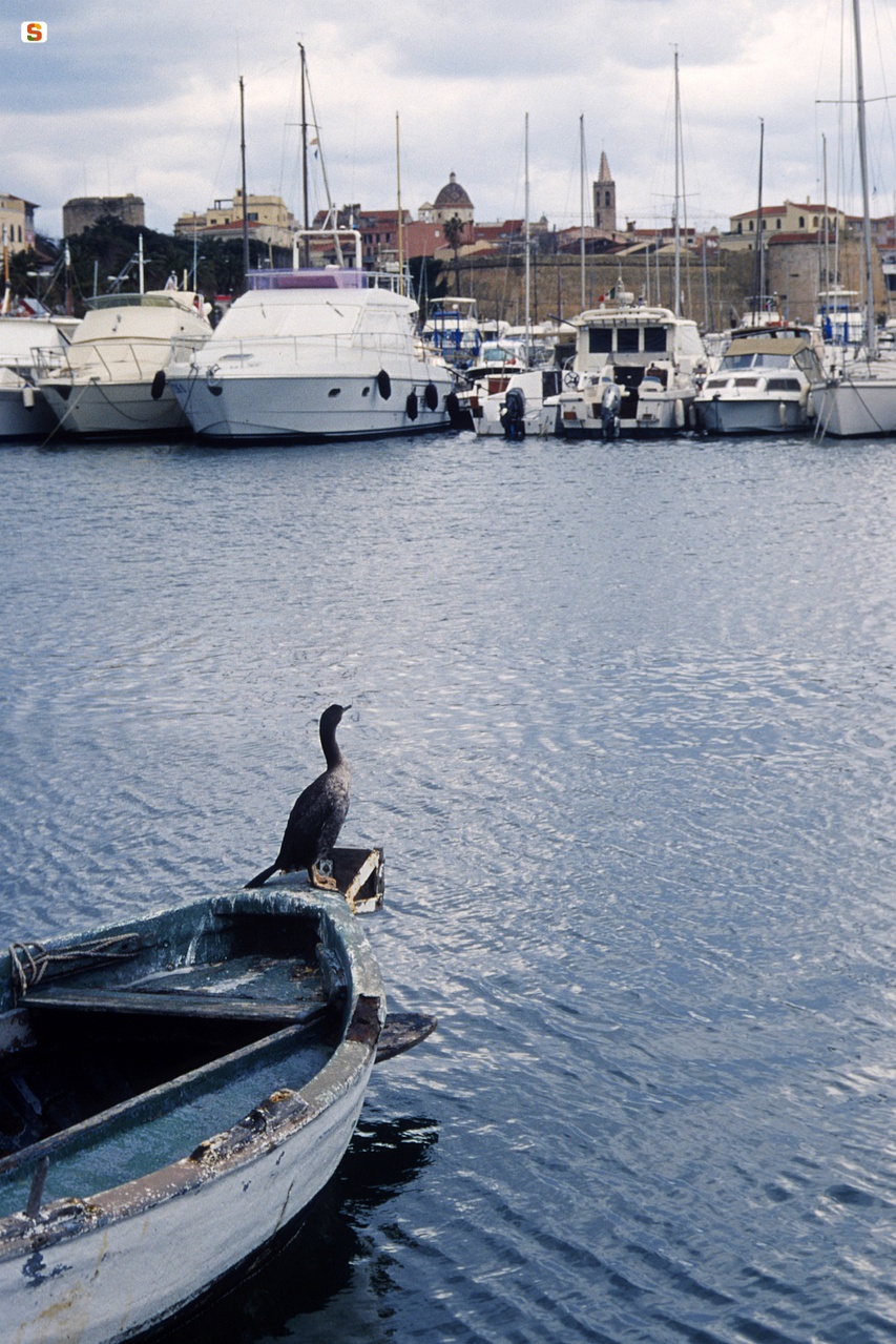 Alghero, cormorano sulla prua di una barca da pesca