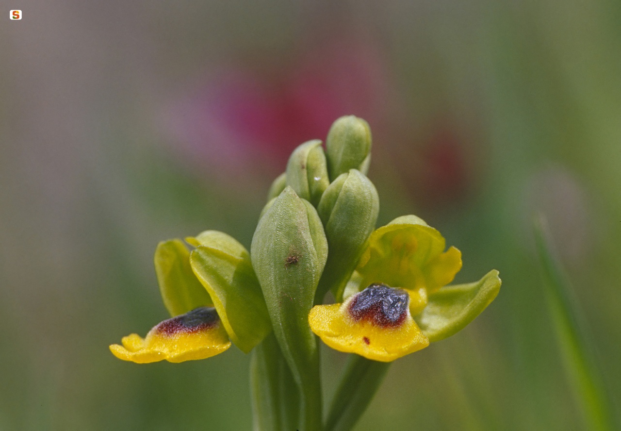 Orchidea, Ophrys lutea