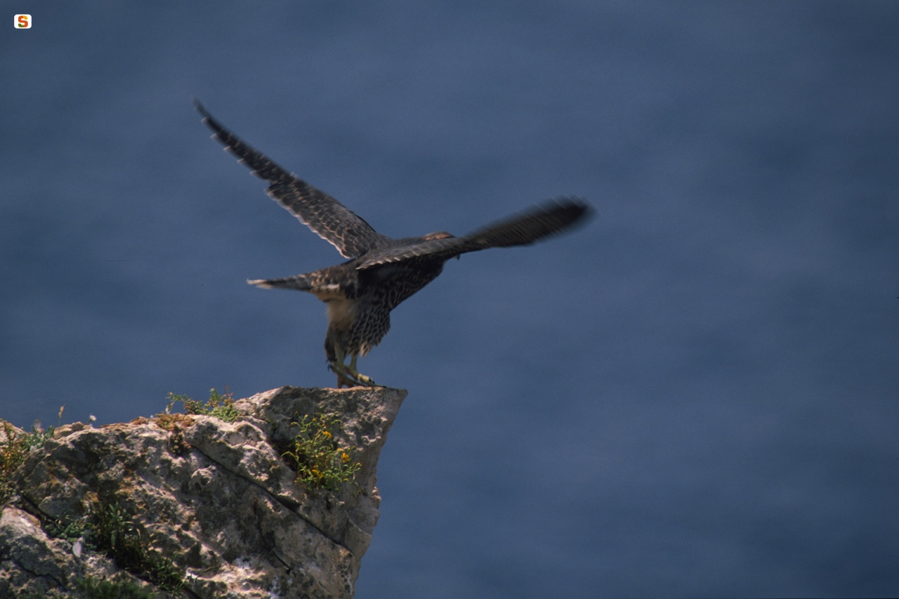 Falco pellegrino, Falco peregrinus a Capo Caccia