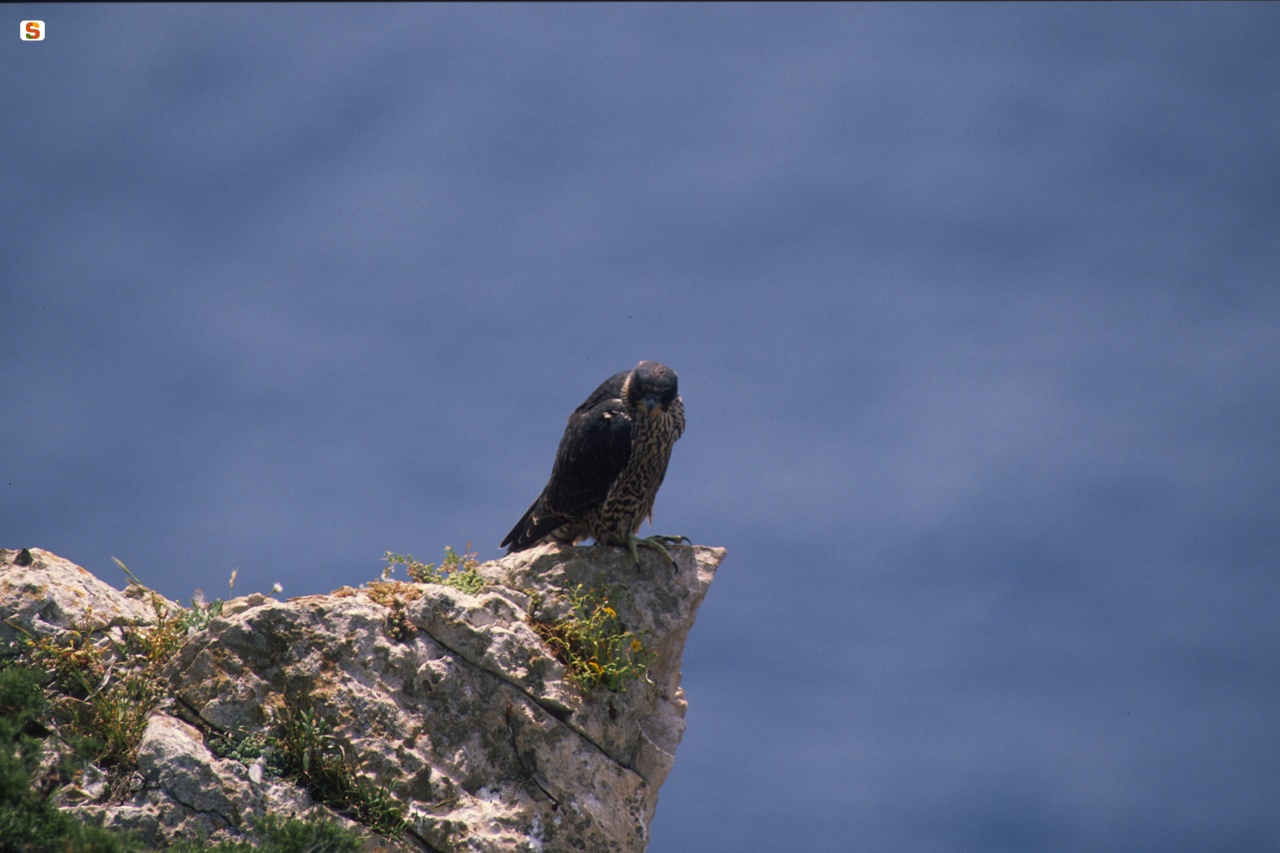 Falco pellegrino, Falco peregrinus a Capo Caccia