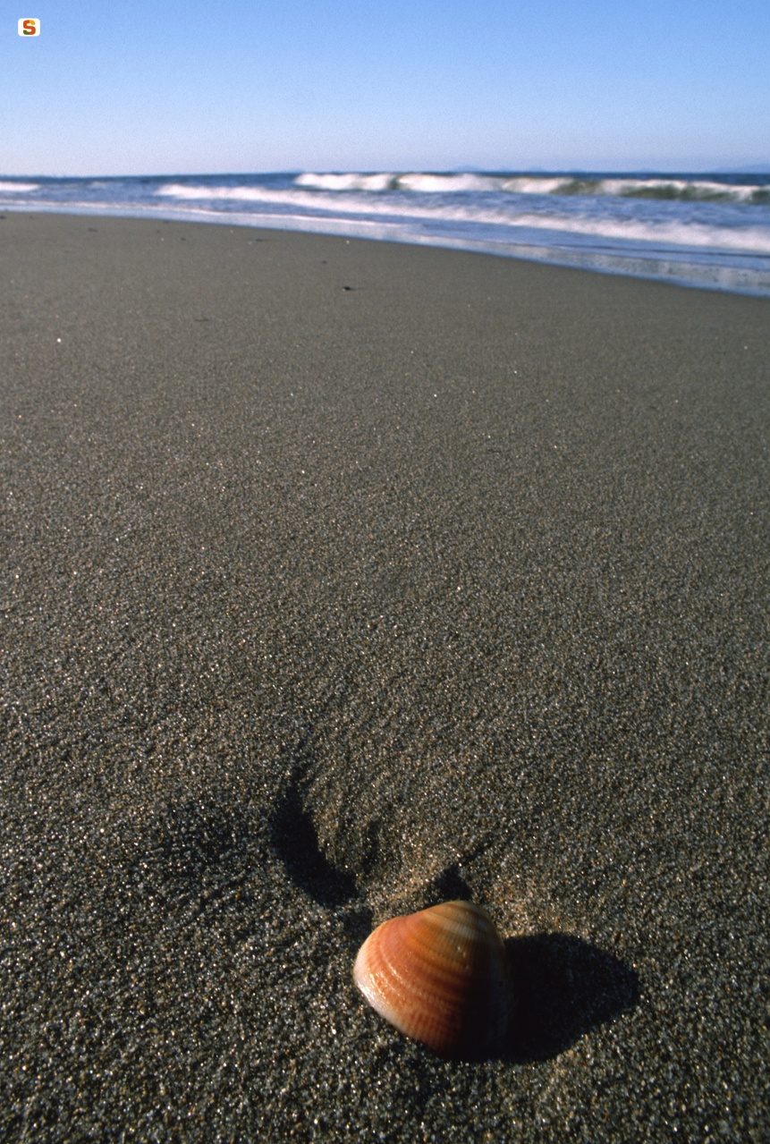 Conchiglia sulla sabbia spiaggia di Platamona
