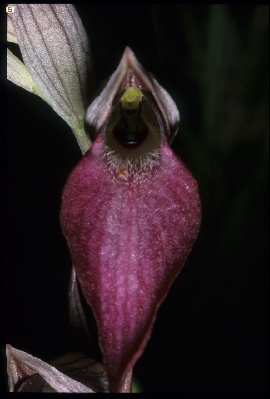 Orchidea, Serapias lingua