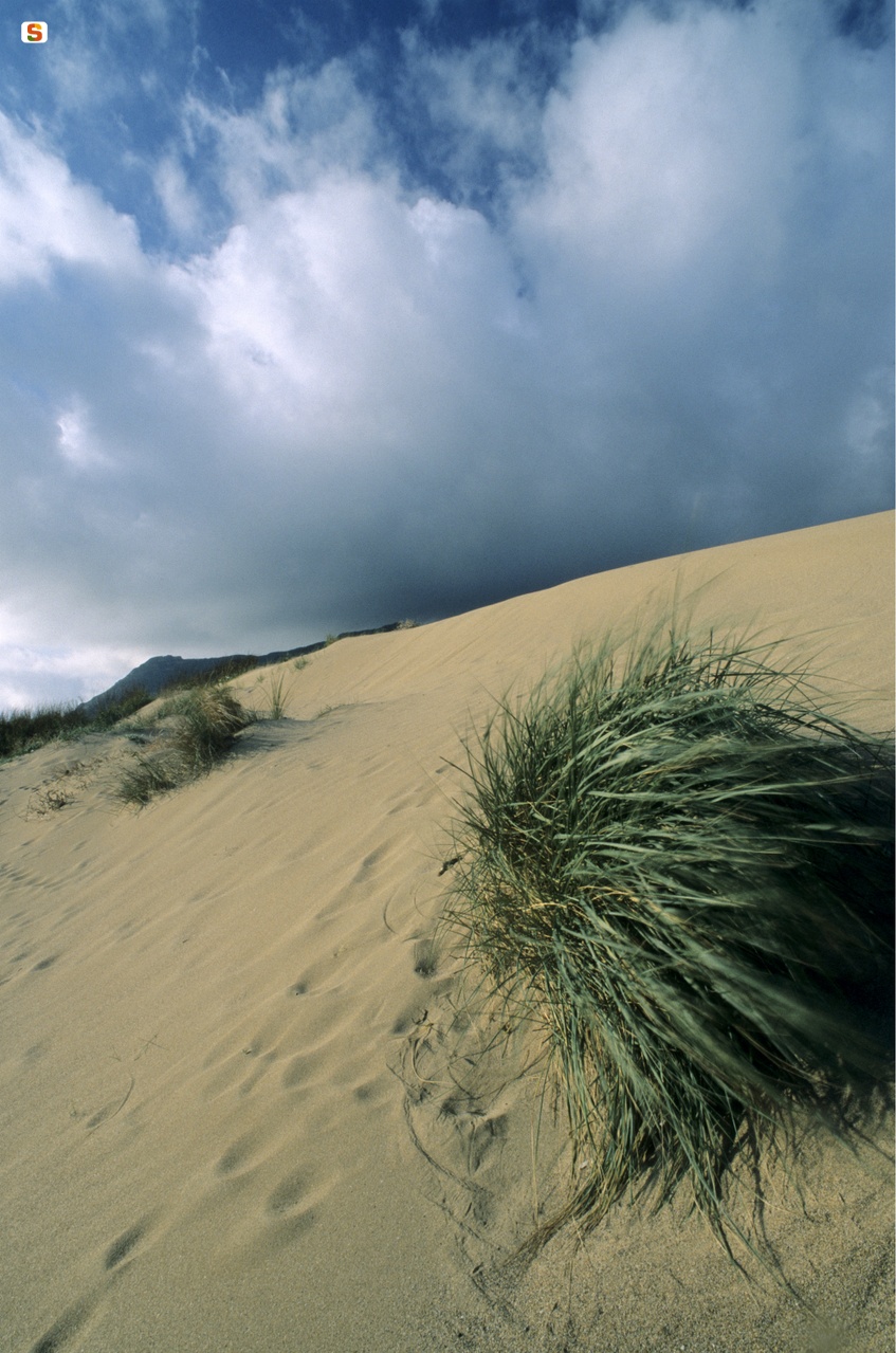 Dune e vegetazione a Porto Ferro