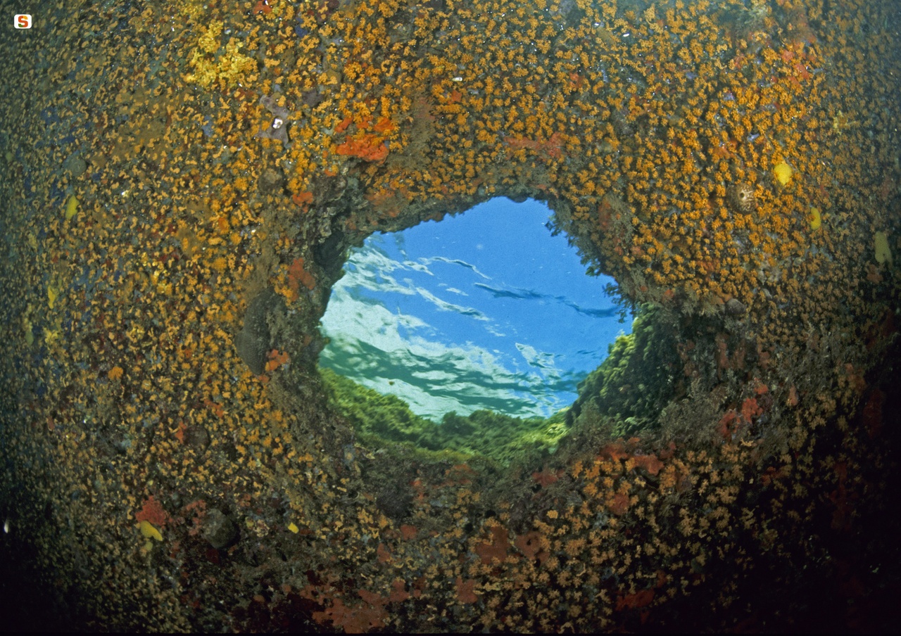 Alghero, la volta di una grotta subacquea