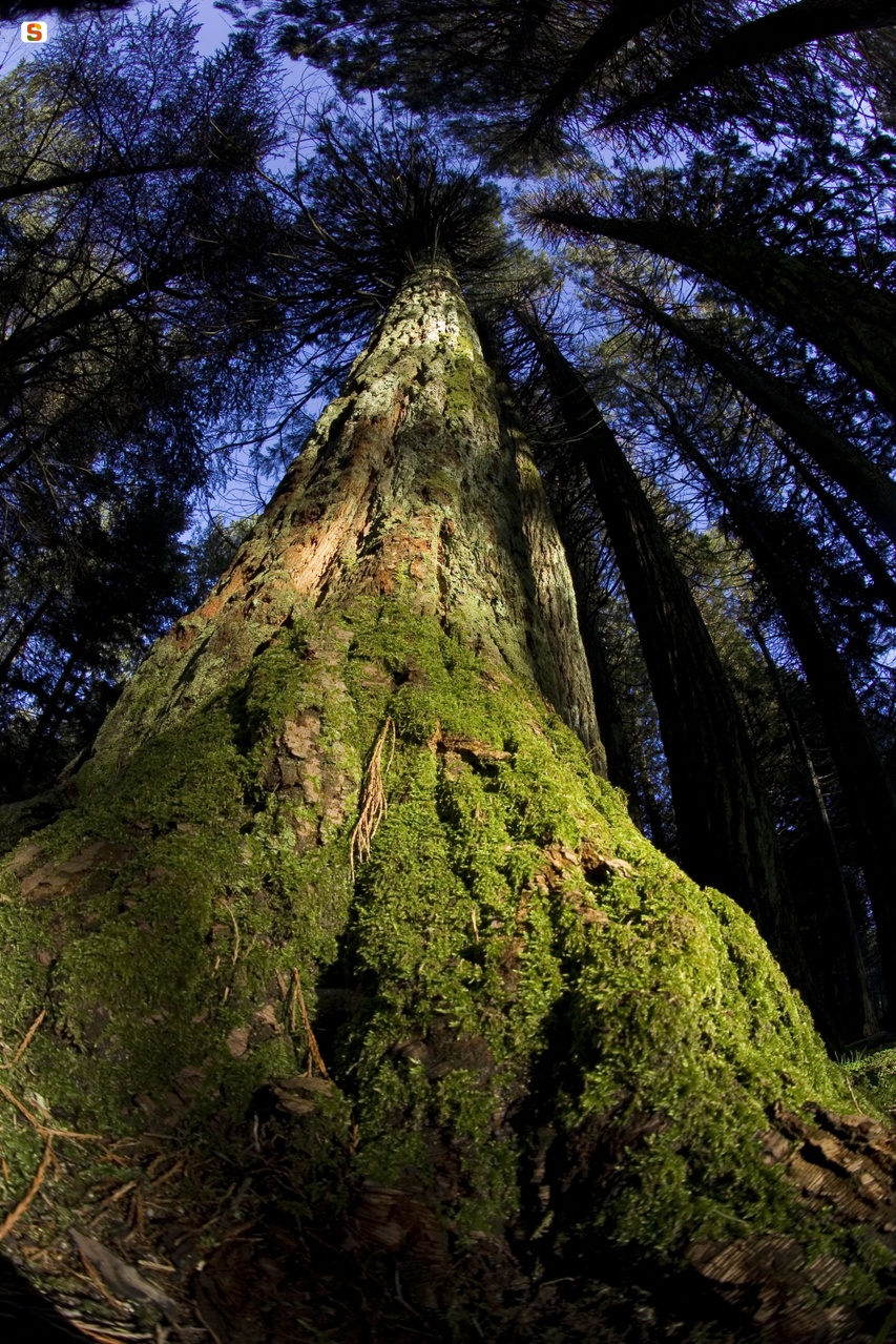Sequoia sul monte Limbara