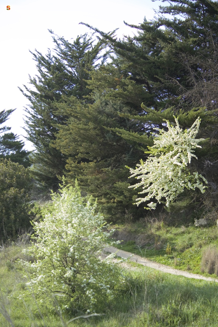 Cossoine, alberi a Monte Traessu