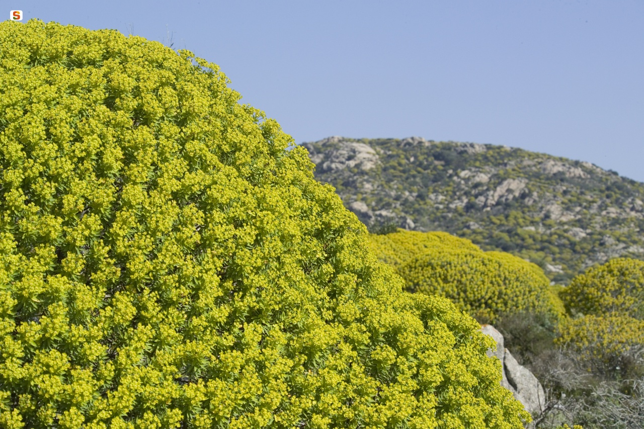 Paesaggio dell'Asinara, località Santa Maria