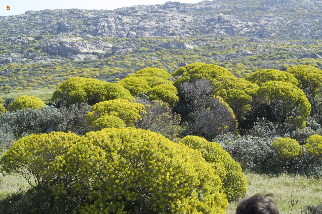 Paesaggio dell'Asinara in località Santa Maria