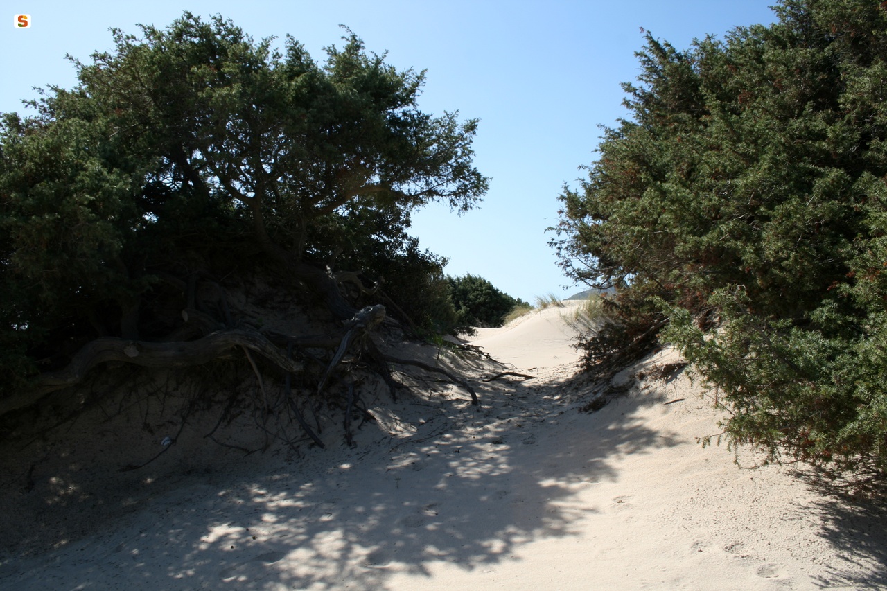Duna di sabbia con vegetazione spontanea