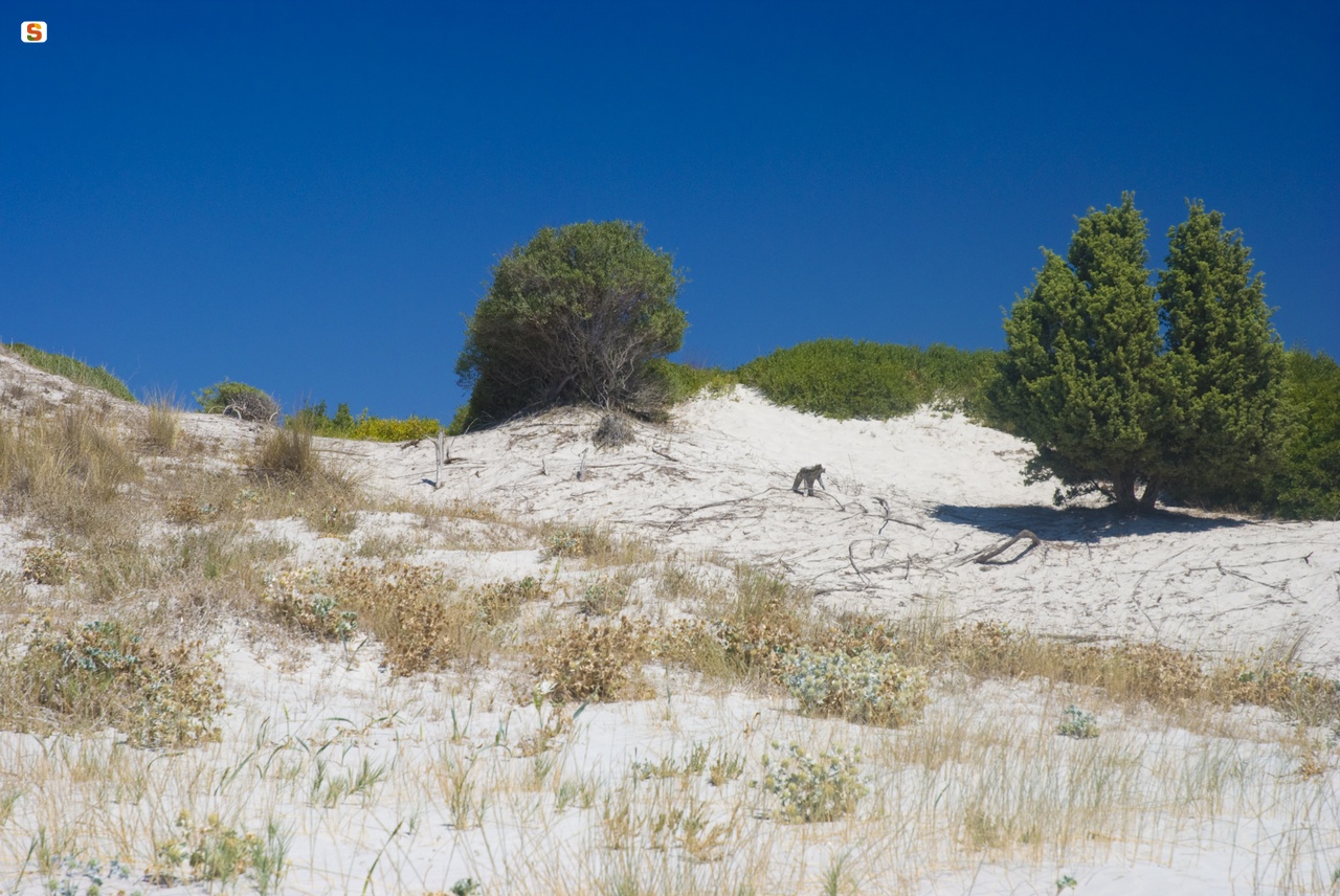 Porto Zafferano, dune di sabbia
