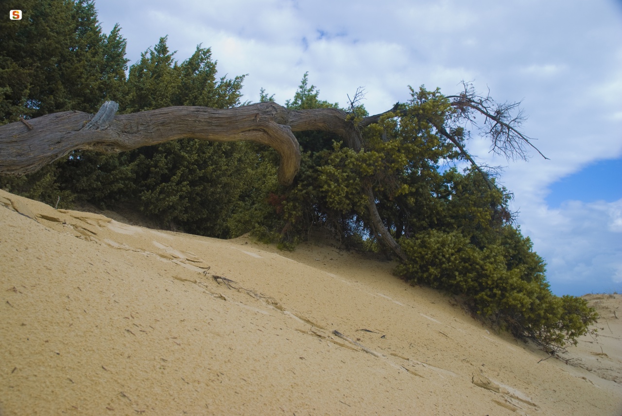 Ginepro sulle dune di sabbia