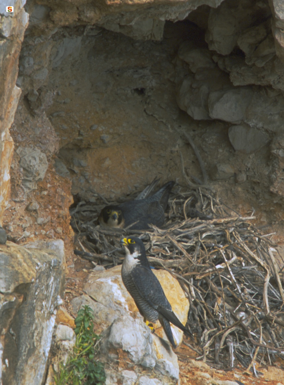 Falco pellegrino (Falco peregrinus) al nido