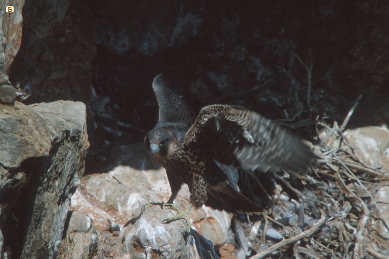 Falco pellegrino a Capo Caccia