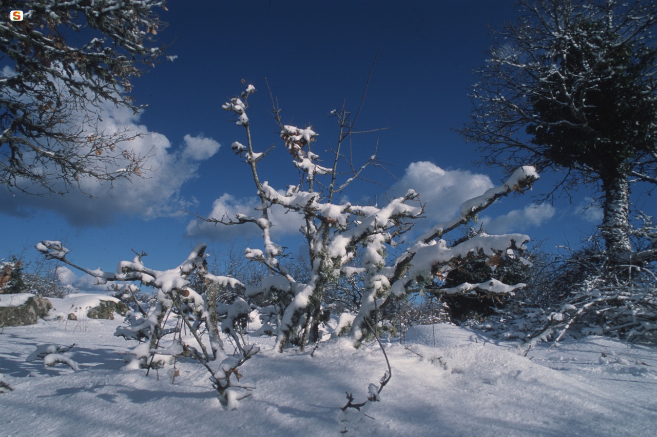 Foresta di Mularza Noa sotto la neve