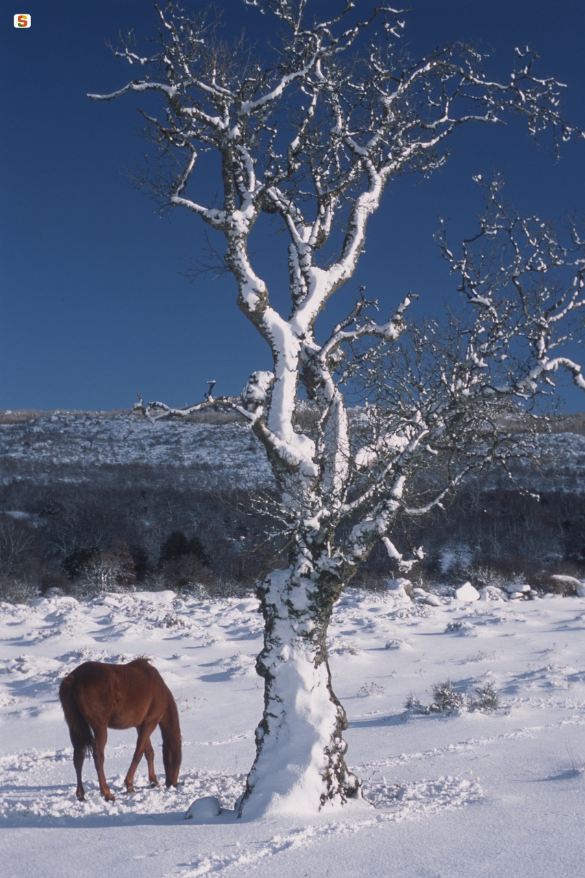 Cavallo sulla neve nella Foresta di Badde Salighes