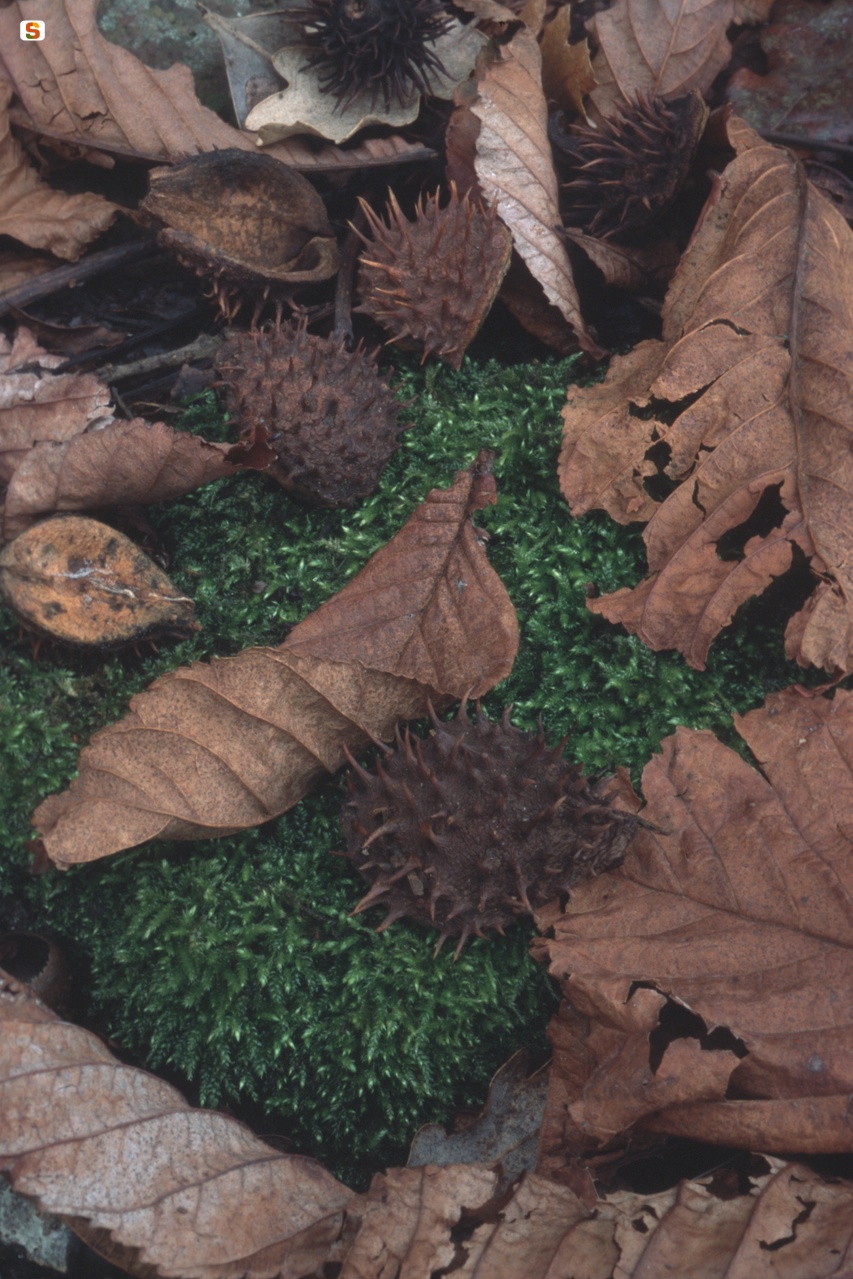 Muschio e foglie nel sottobosco, Foresta di Badde Salighes