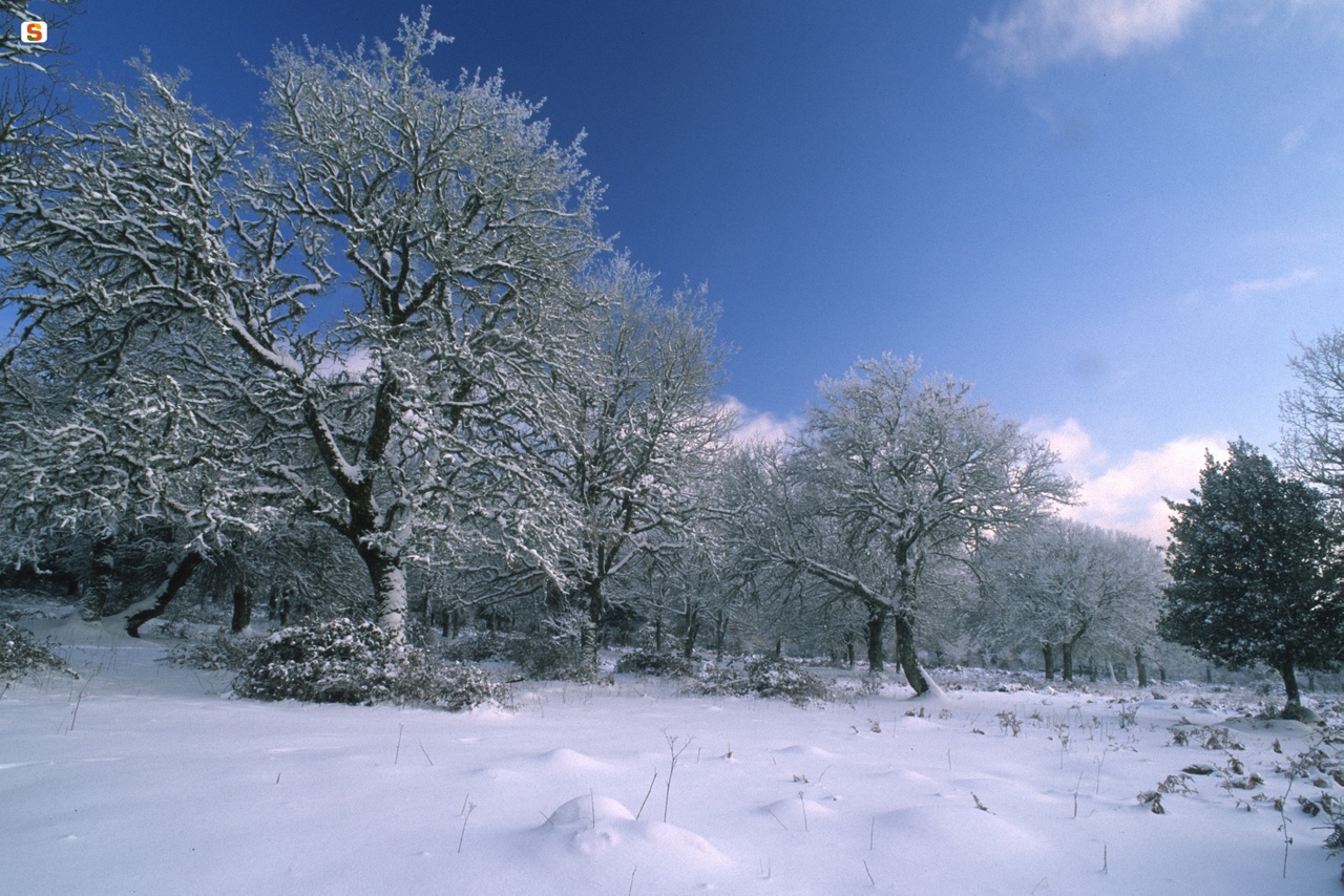 Foresta di Mularza Noa sotto la neve