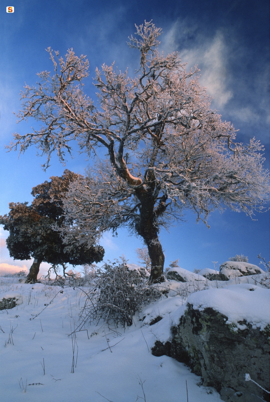 Alberi ricoperti di neve nel bosco di Badde Salighes