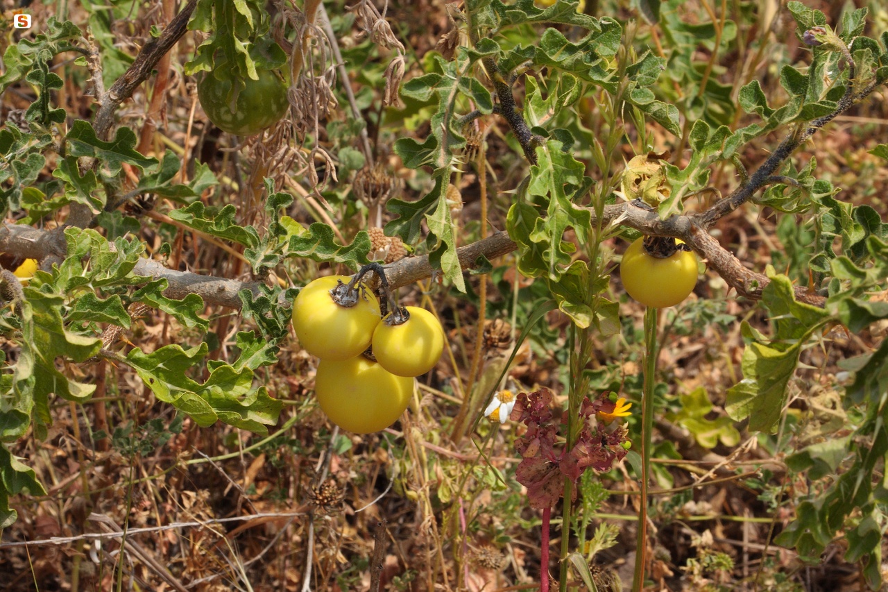 Morella di Sodoma o pomodoro selvatico - Solanum sodomaeum L.