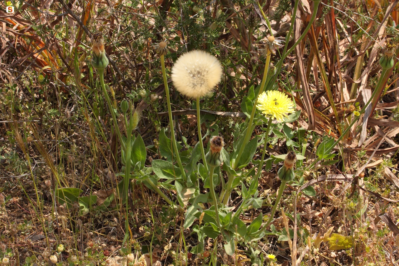 Boccione maggiore - Urospermum dalechampii L.
