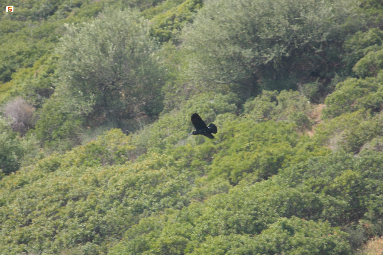 Corvo Imperiale - Corvus corax