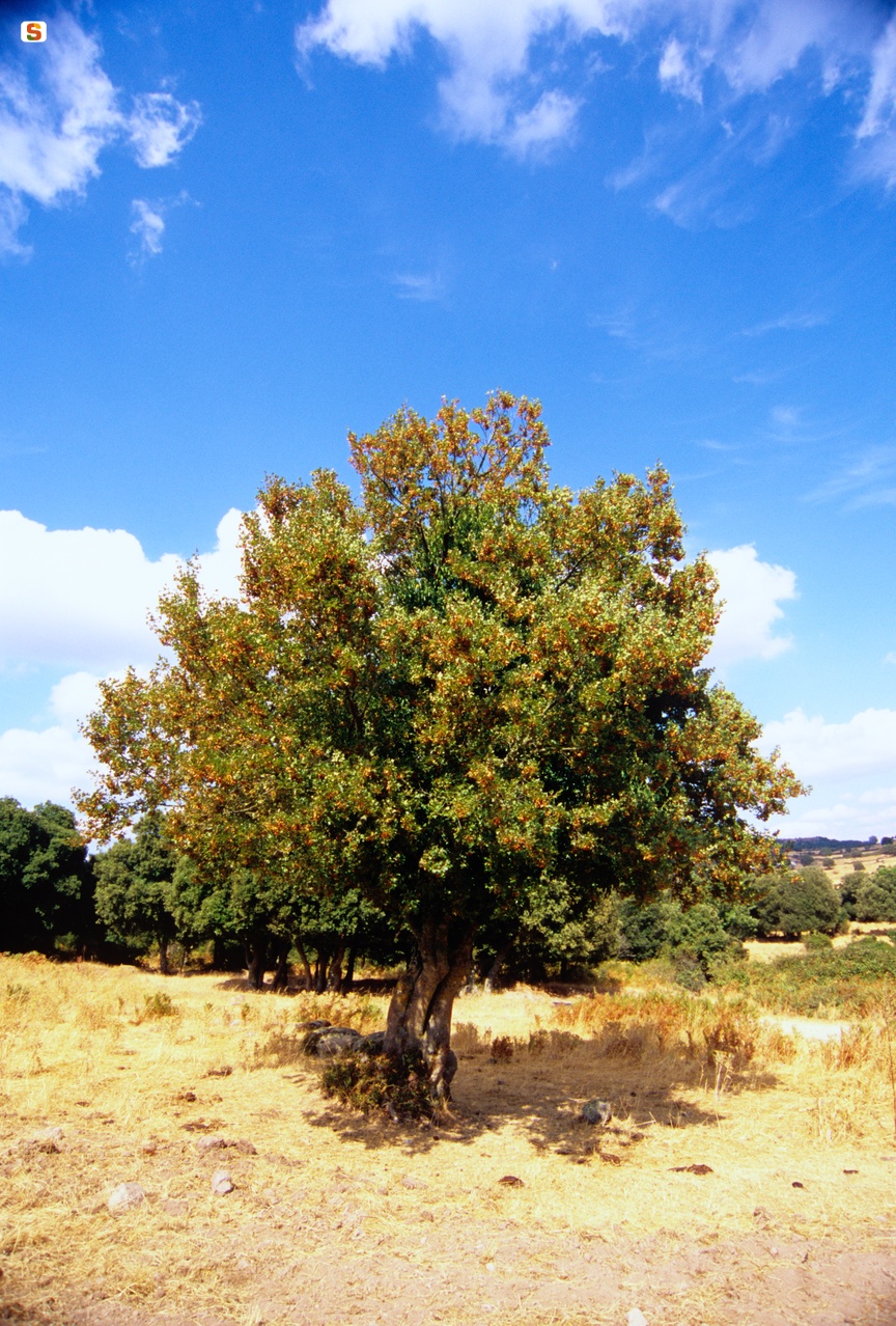 Acero minore o trilobo - Acer monspessulanum