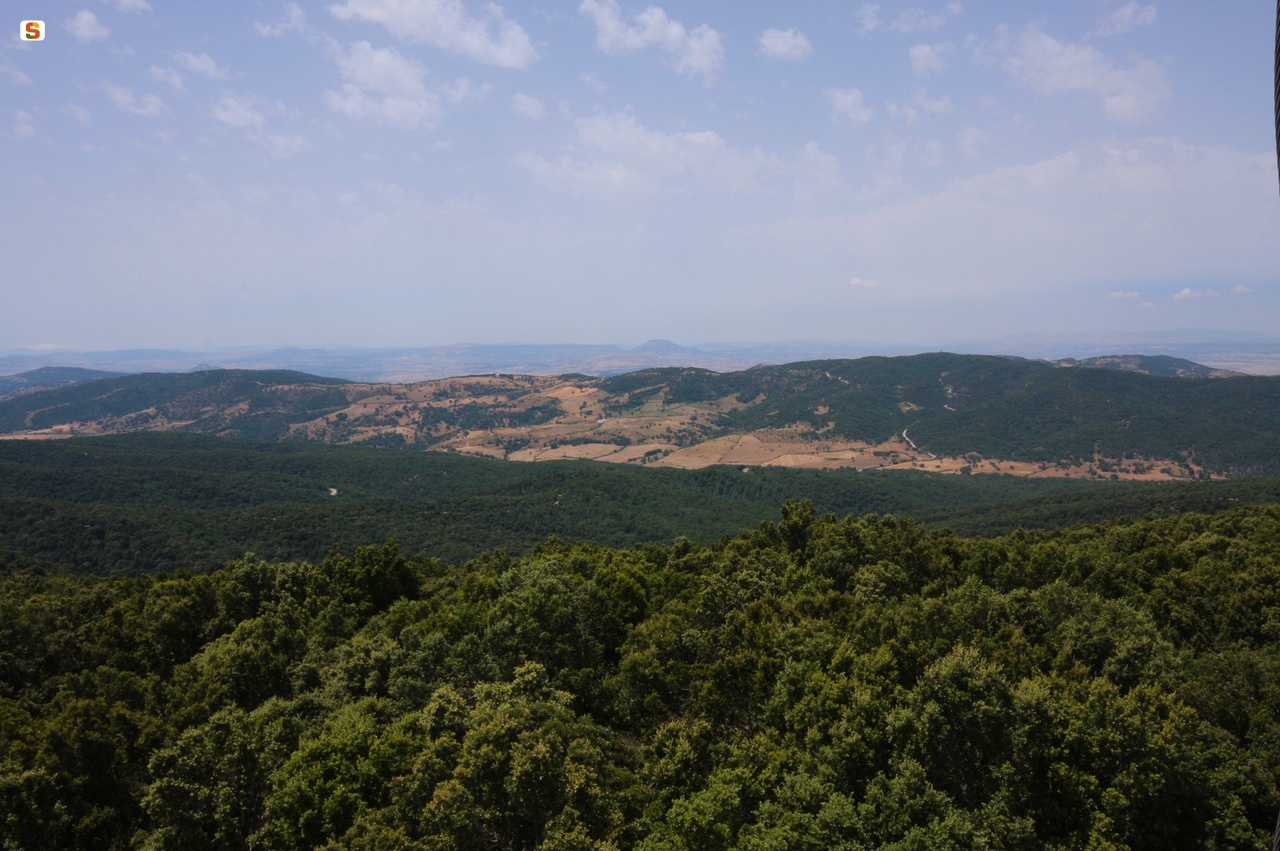 Vista della foresta di Fiorentini.