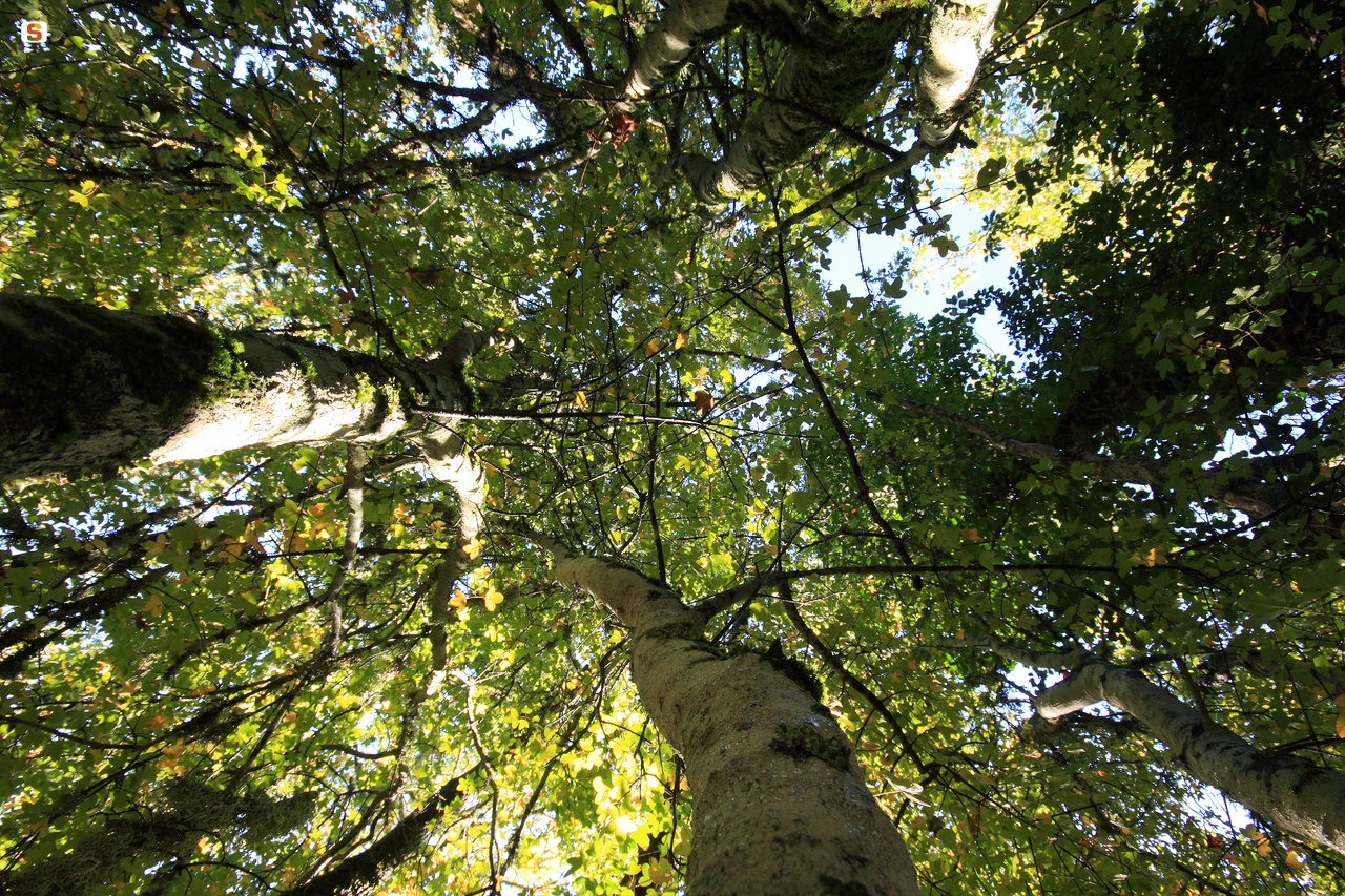Acero trilobato o minore - Acer Monspessulanum