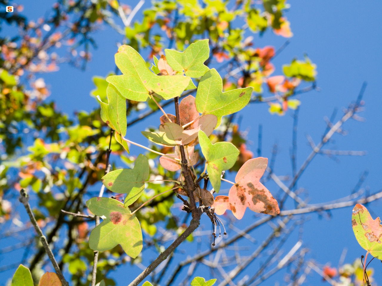 Acero trilobato o minore - Acer Monspessulanum