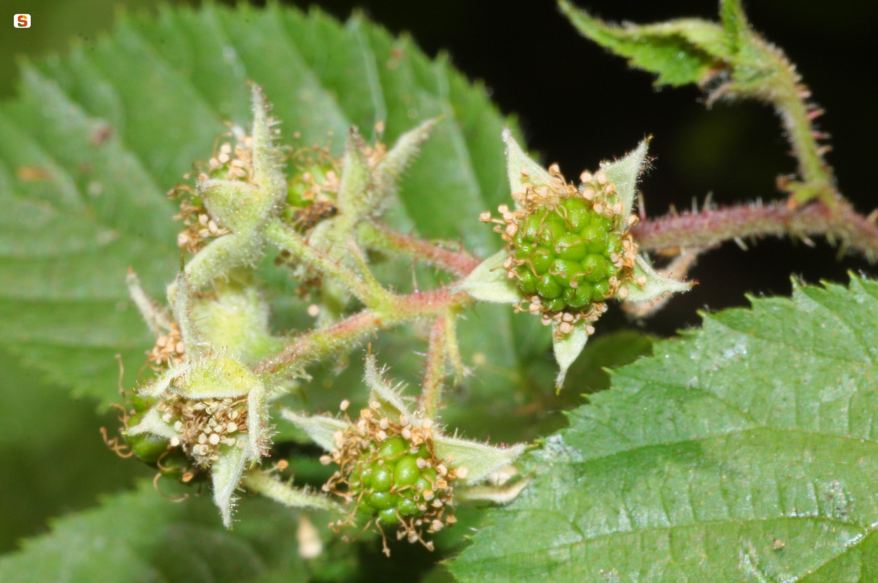 Il rovo di Arrigoni - Rubus Arrigonii