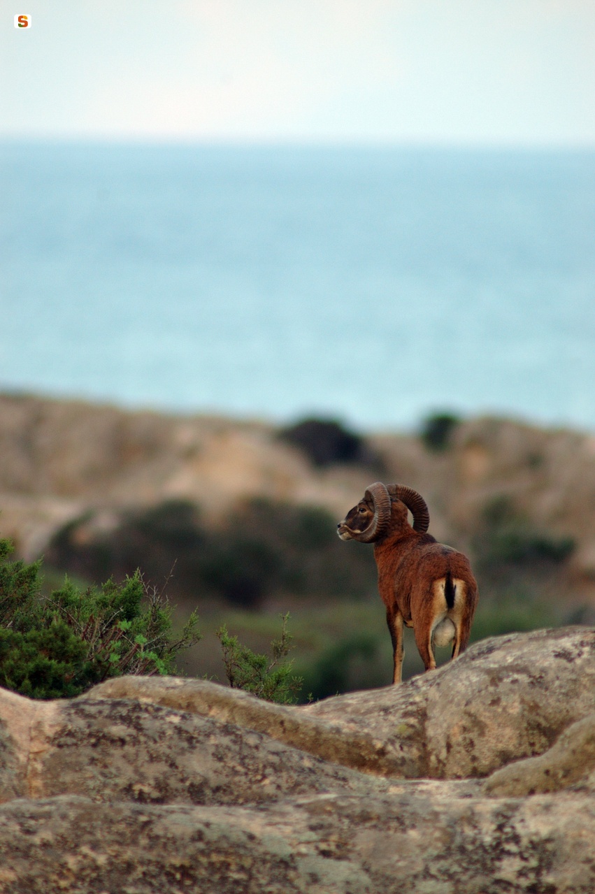 Asinara, mufloni