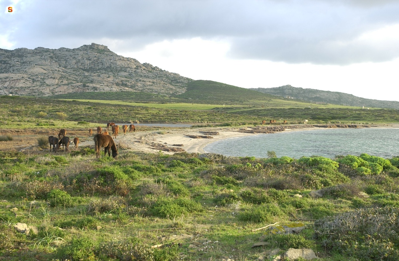 Parco nazionale dell'Asinara, cavalli