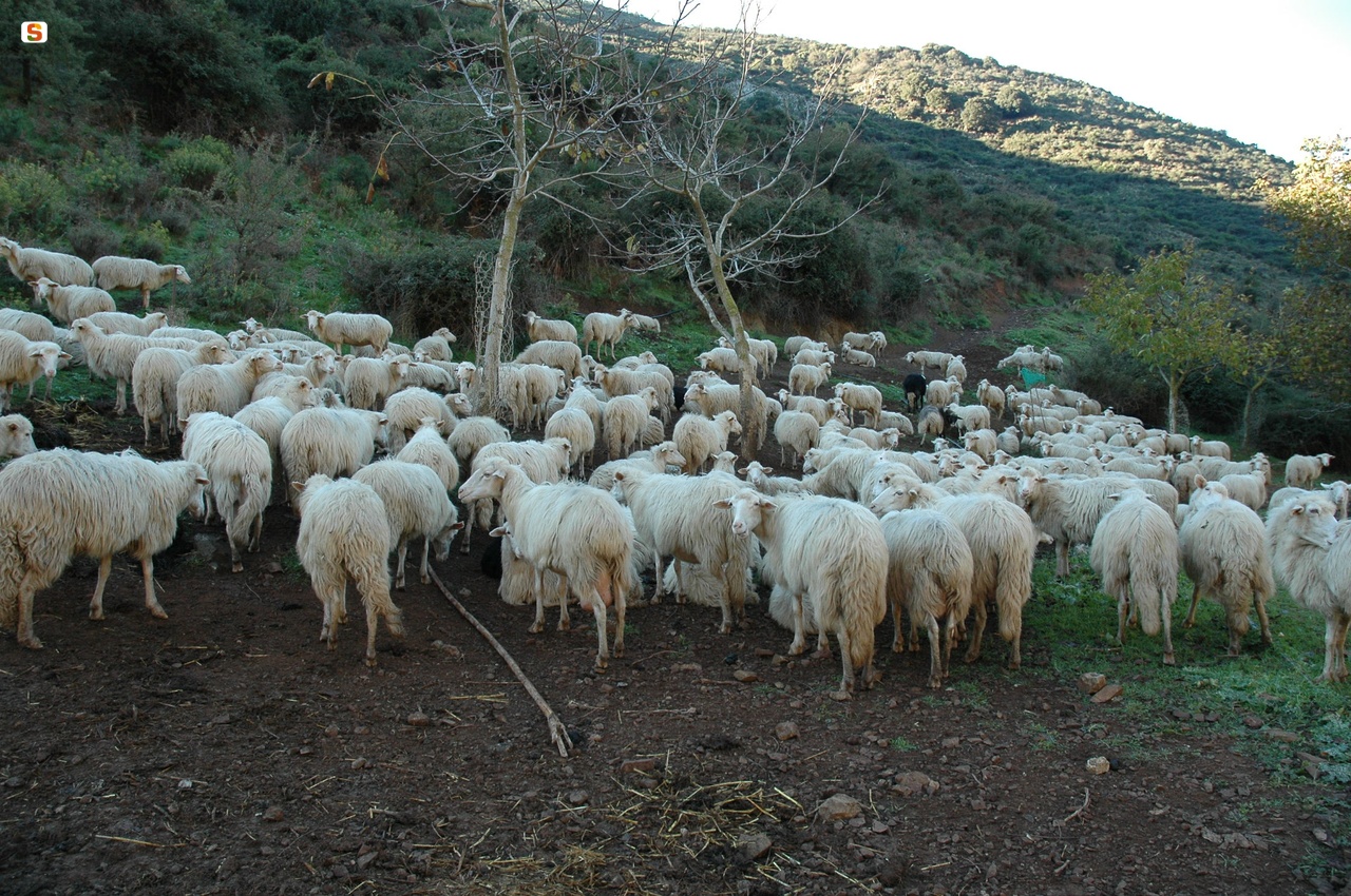 Allevamento ovino
